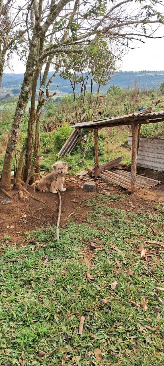 LEBON RÉGIS: ANIMAIS EM MAUS TRATOS SÃO FLAGRADOS PELA POLÍCIA MILITAR