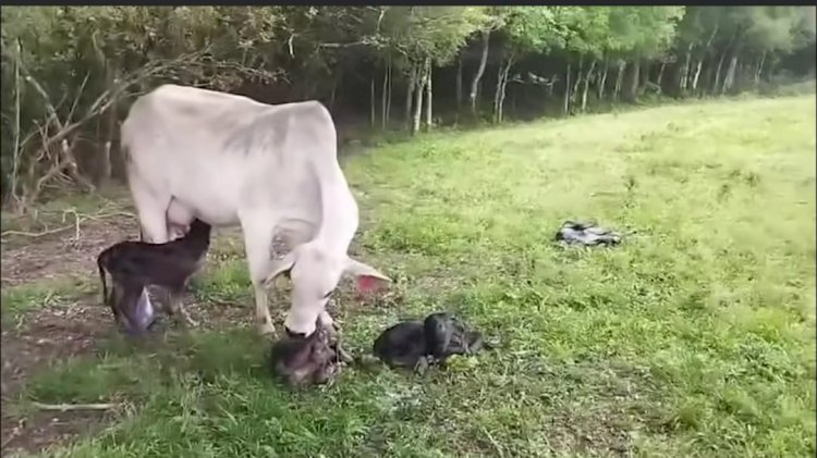 VACA DA A LUZ A QUATRO BEZERROS DE UMA SÓ VEZ