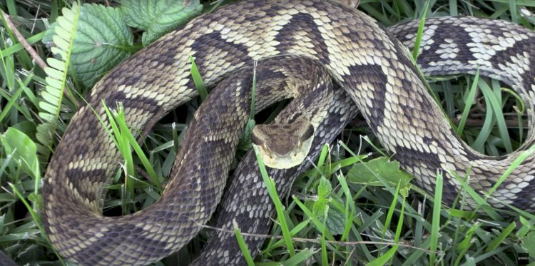 CAÇADOR: AGRICULTOR É PICADO POR COBRA JARARACA